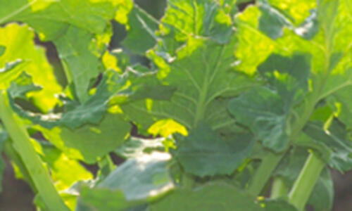 TRAVOLTA - spoľahlivá vo všetkých regiónoch, od severu po juh