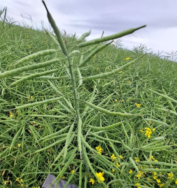 NEBRASKA  fotené 30.5.2025