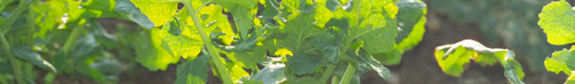 TRAVOLTA - spoľahlivá vo všetkých regiónoch, od severu po juh