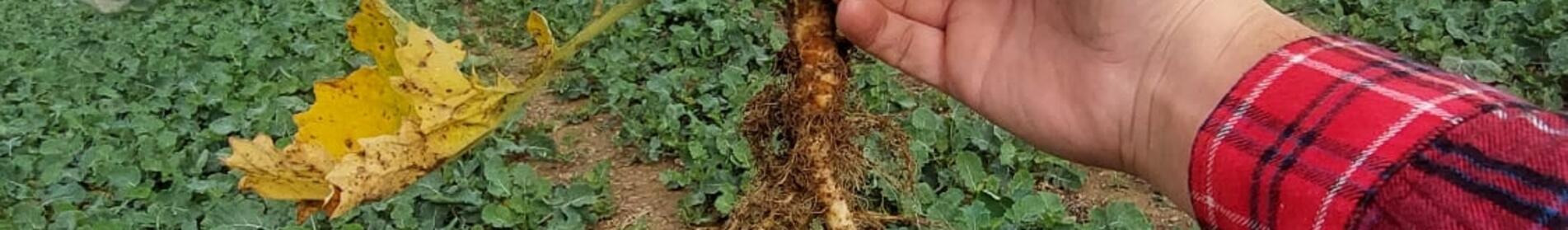 MANHATTAN  - „TADY SE TOČÍ VELKÝ PRACHY“